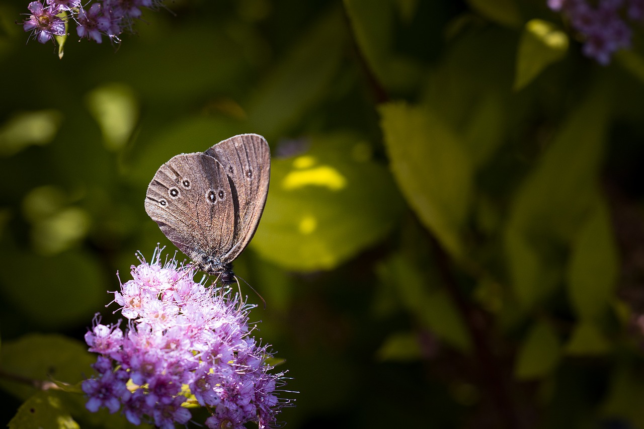 Image - nature butterfly chimney sweep