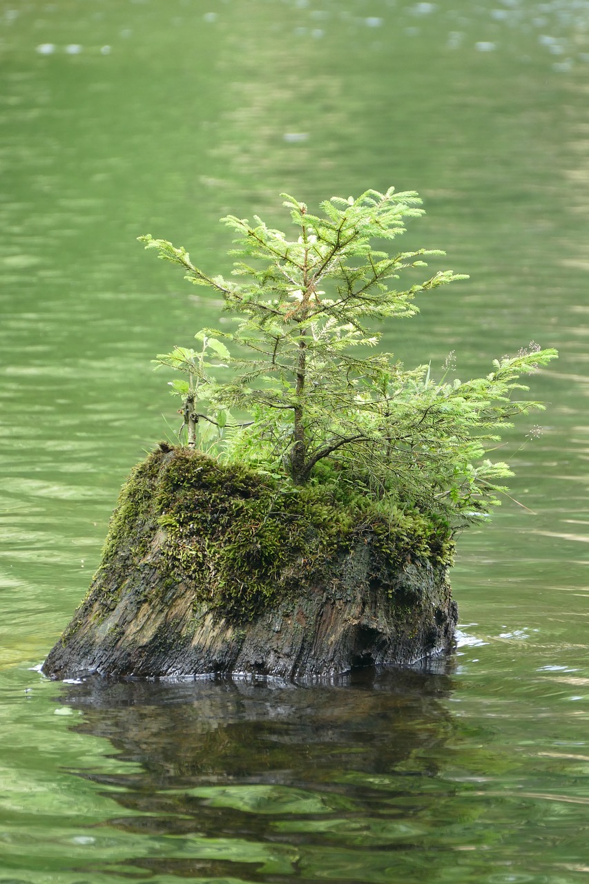 Image - tree stump water pond seedling