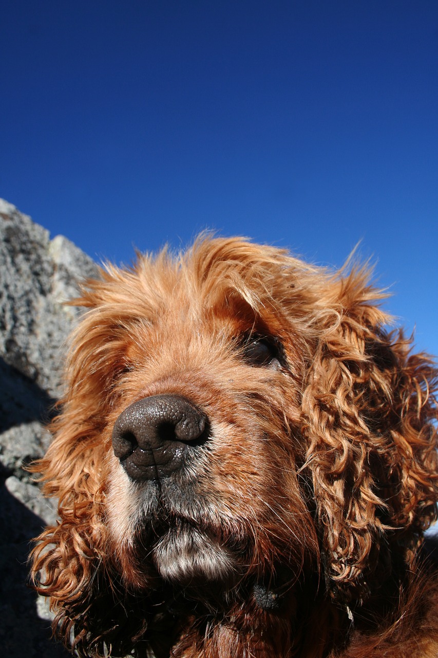 Image - cocker spaniel dog portrait dog