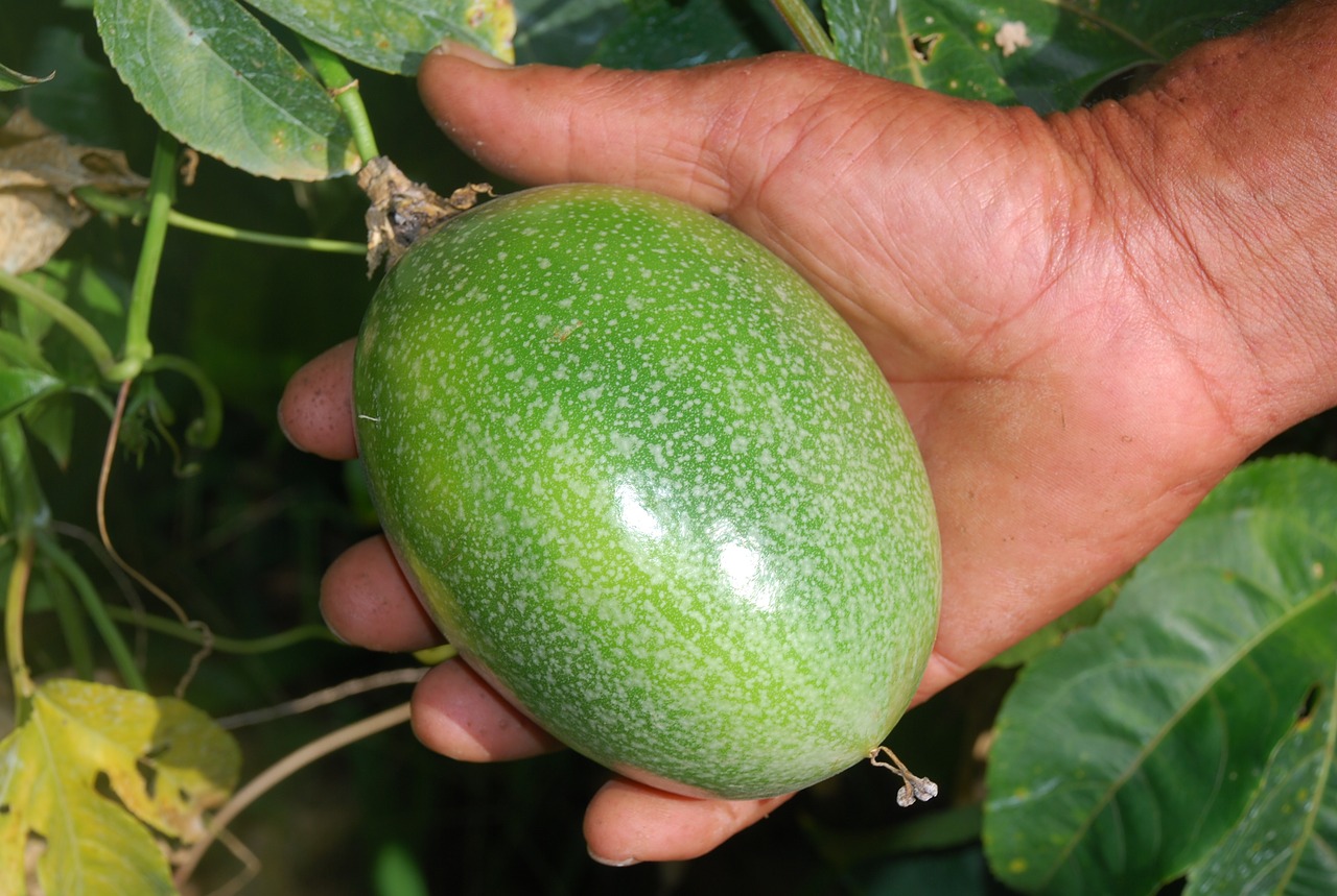 Image - passion fruit agriculture rural