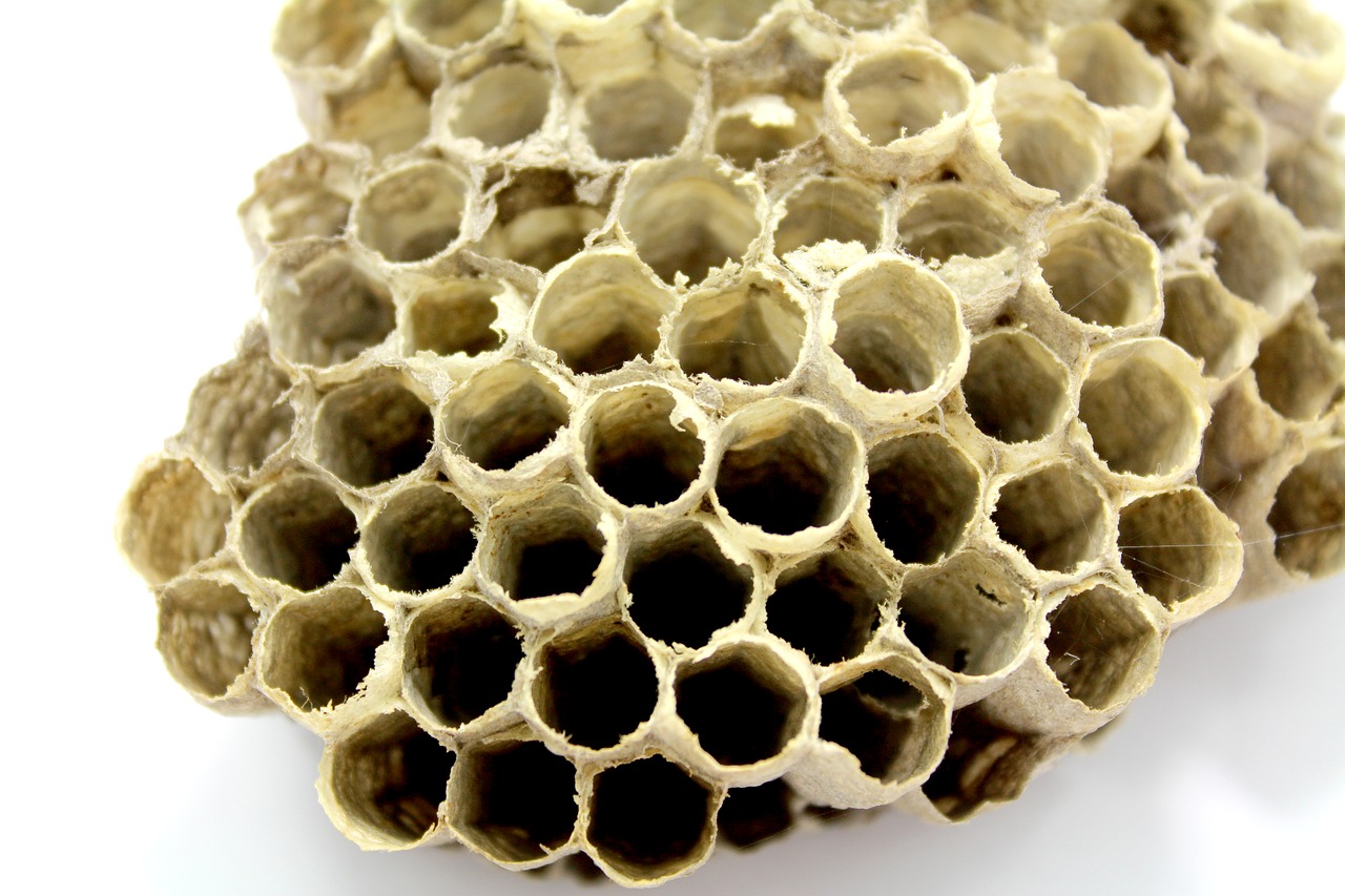 Image - bee hive honey insect work breed