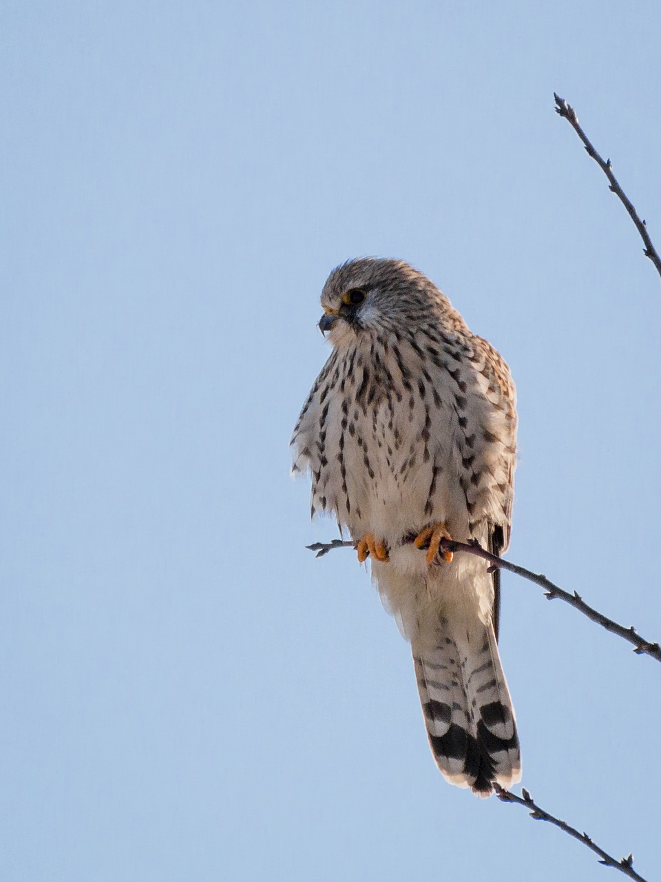 Image - kestrel falcon bird raptor