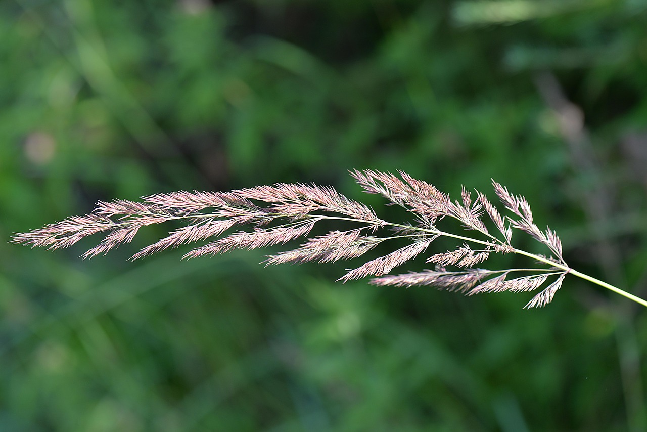 Image - blade of grass macro nature