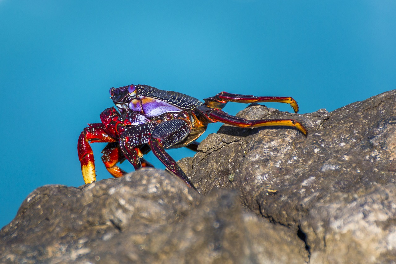 Image - crab rock crab atlantic