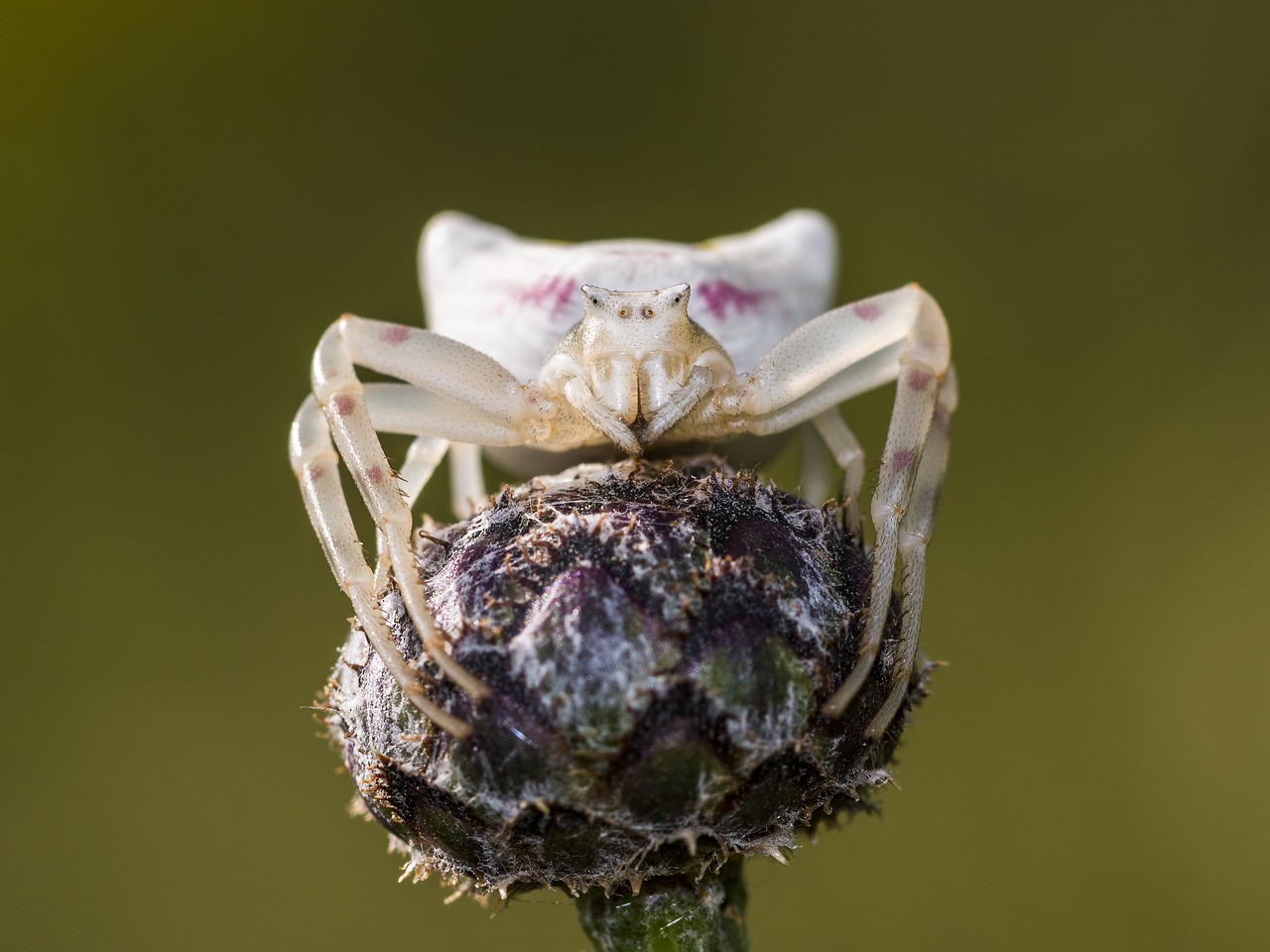 Image - spider dorsata arachnids macro
