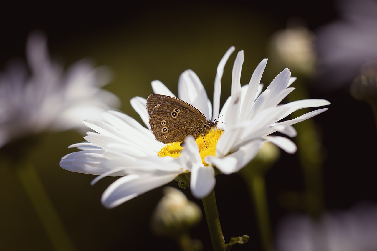 Image - butterfly chimney sweep