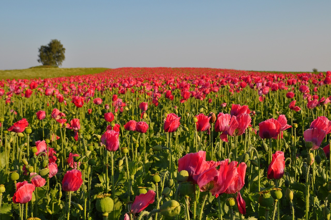 Image - poppy thriving mohnfeld nature