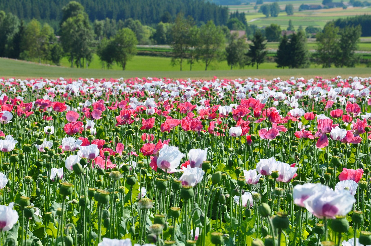 Image - poppy thriving mohnfeld nature