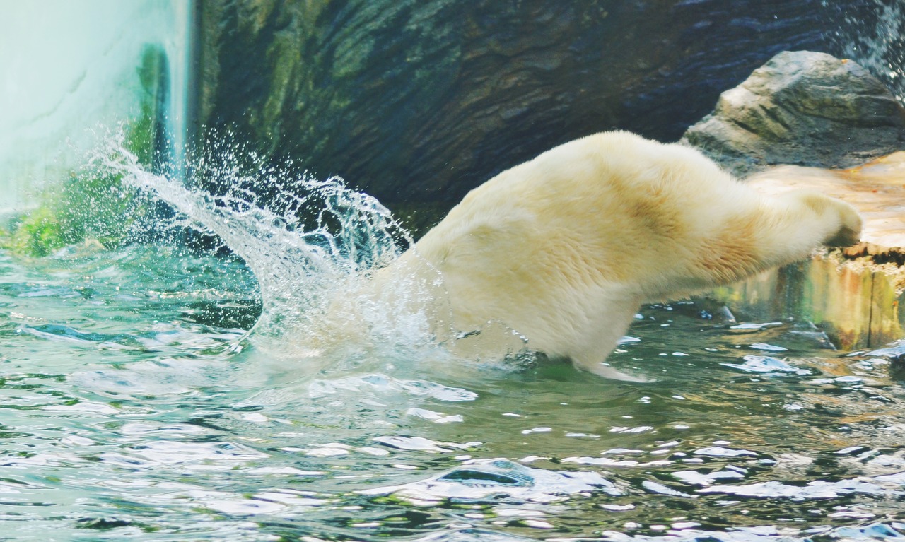 Image - jump water bear nature water drops