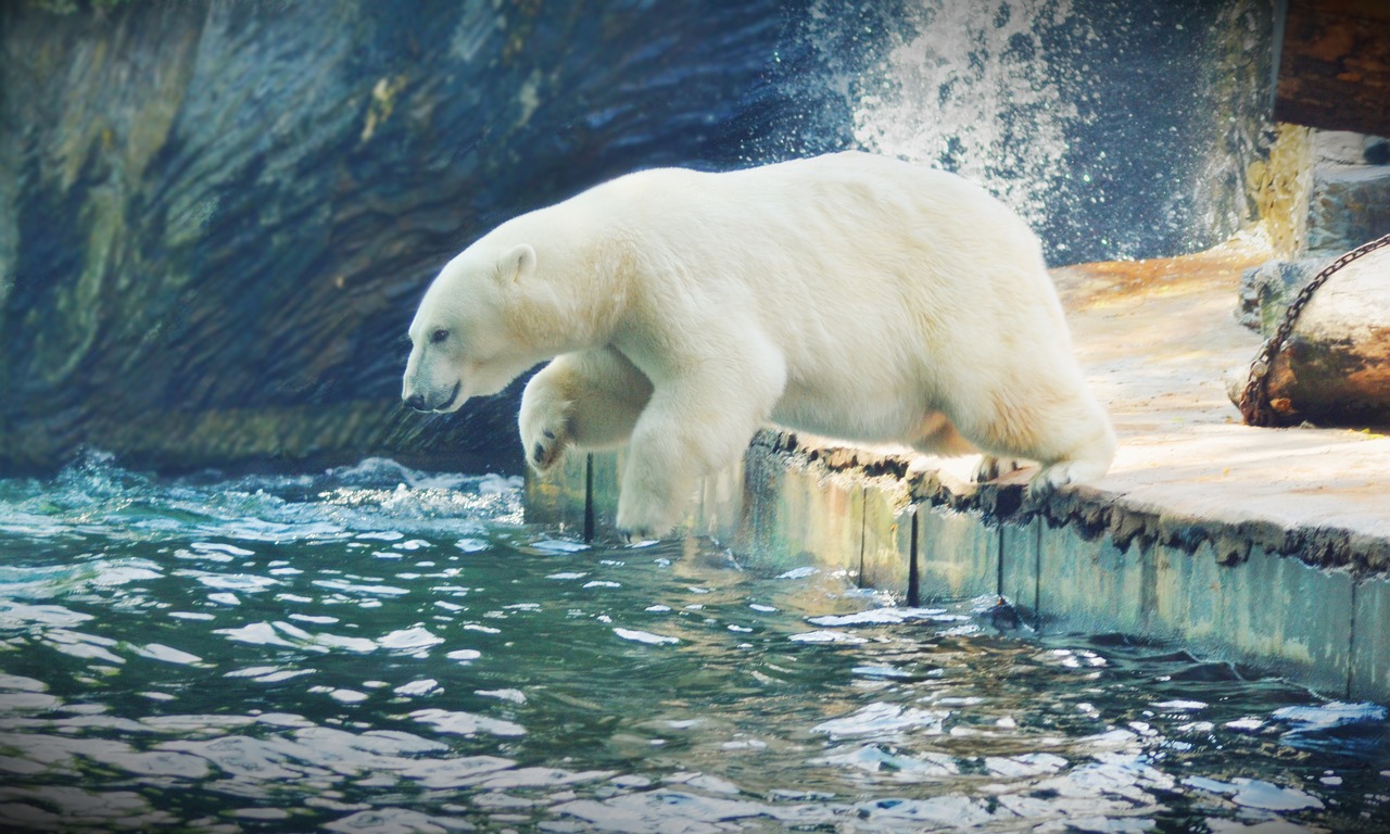 Image - jump water animal nature animals