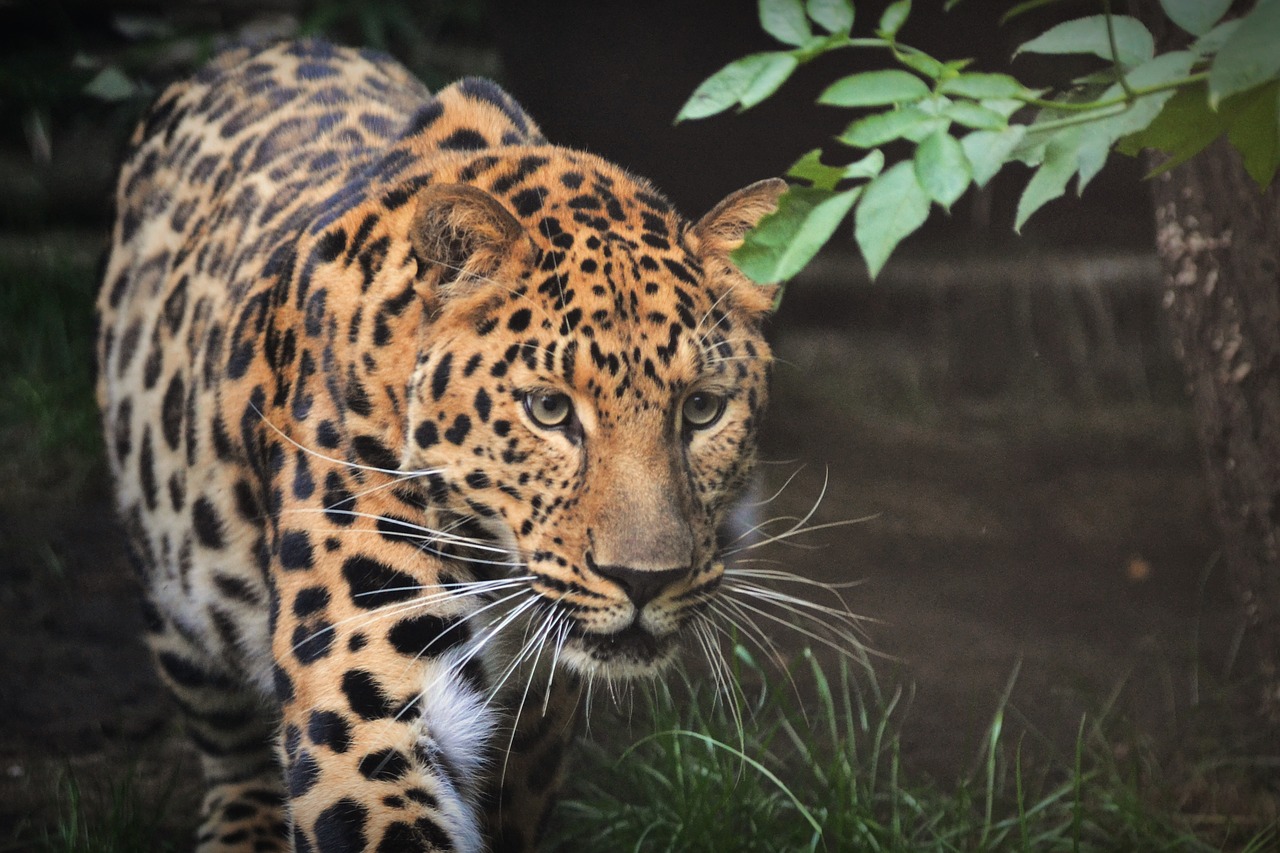 Image - leopard beast animal mammal zoo
