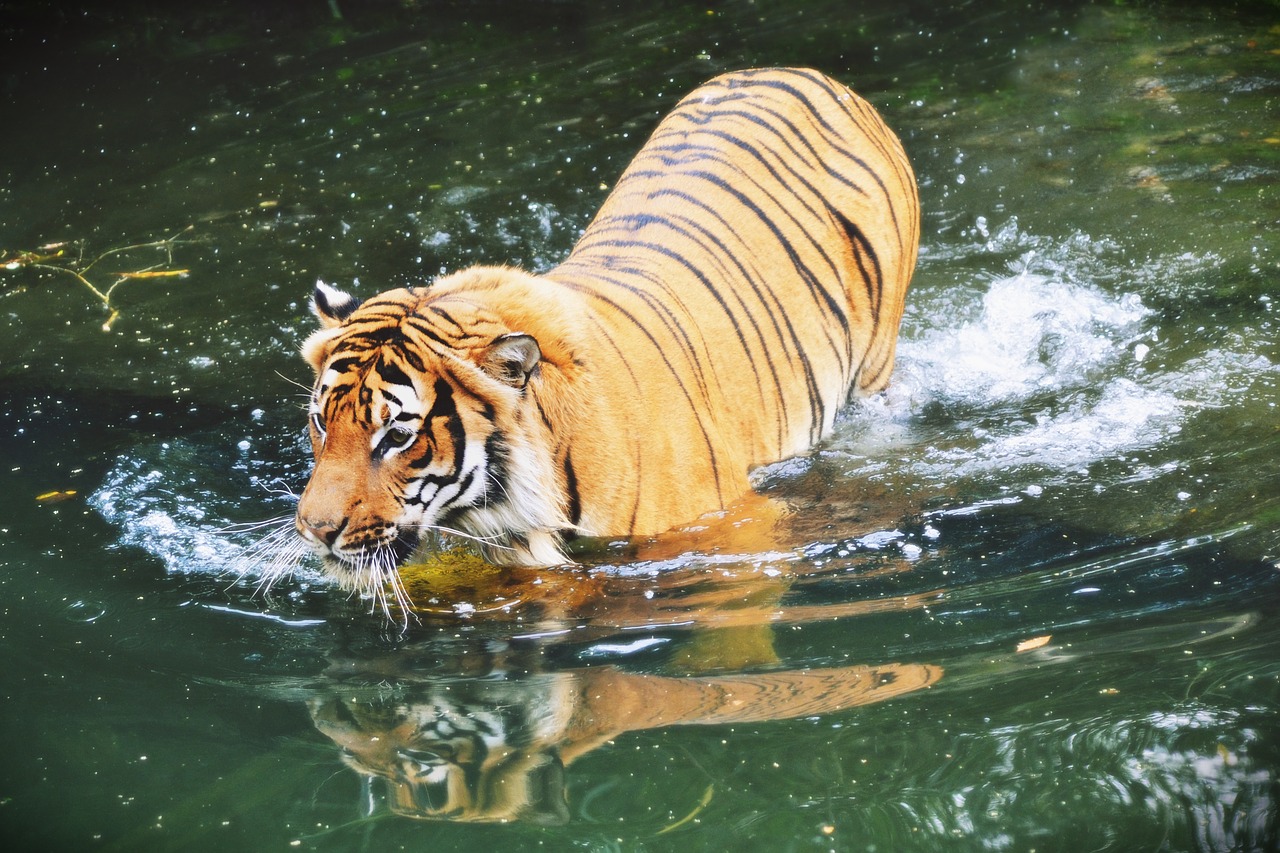 Image - beast animal mammal zoo animals