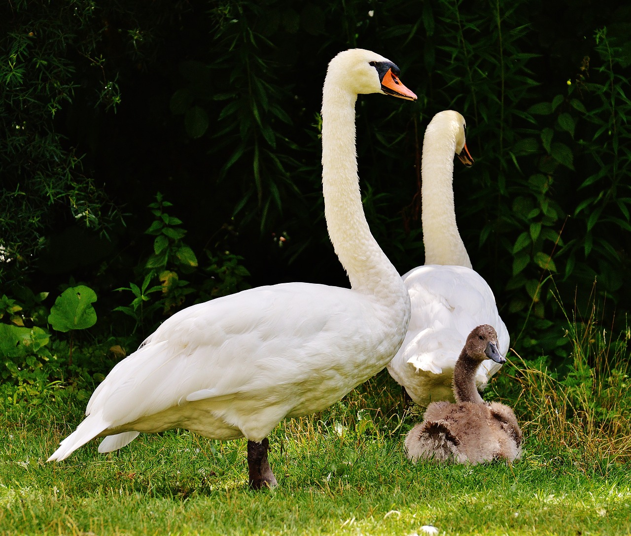 Image - swans family wildlife photography