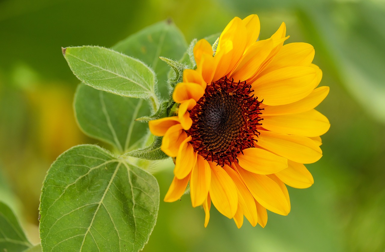 Image - sun flower flower blossom bloom