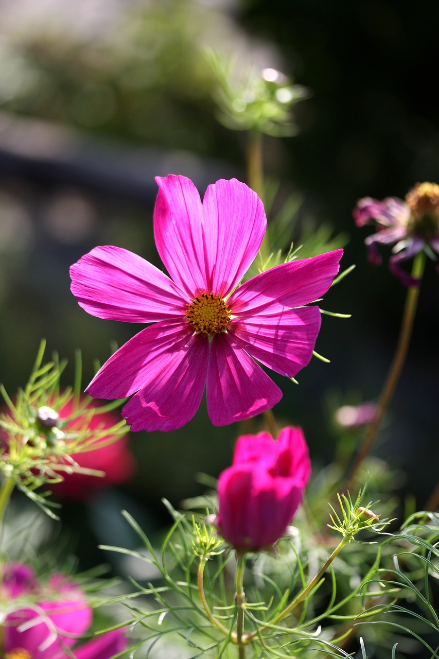 Image - cosmos summer flora flower pink