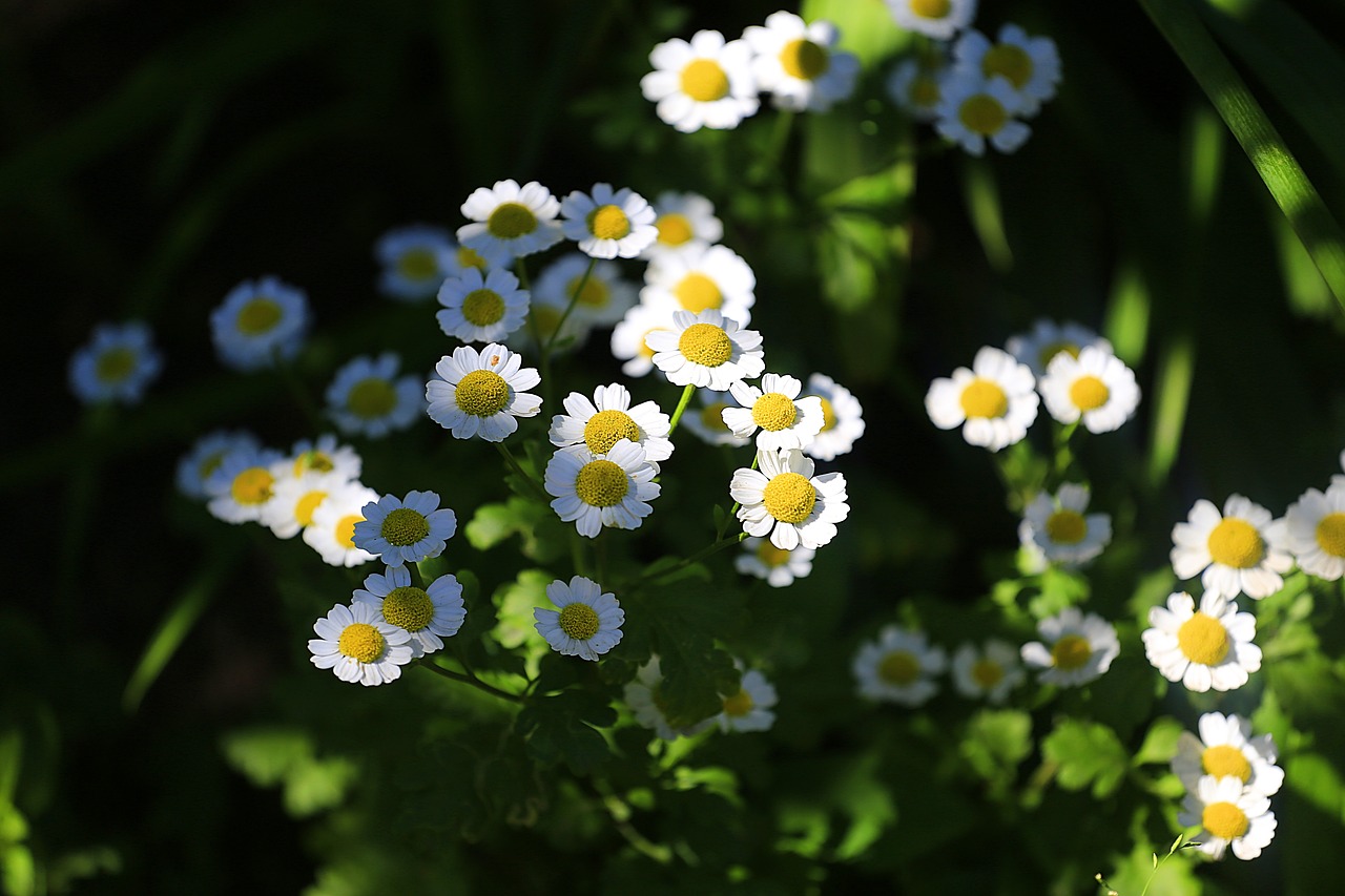 Image - flowers summer flowers flower