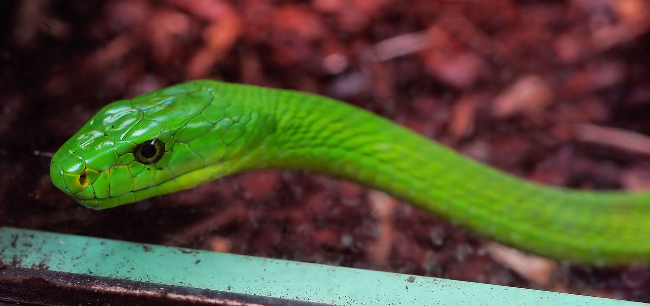 Image - snake green mamba toxic dangerous