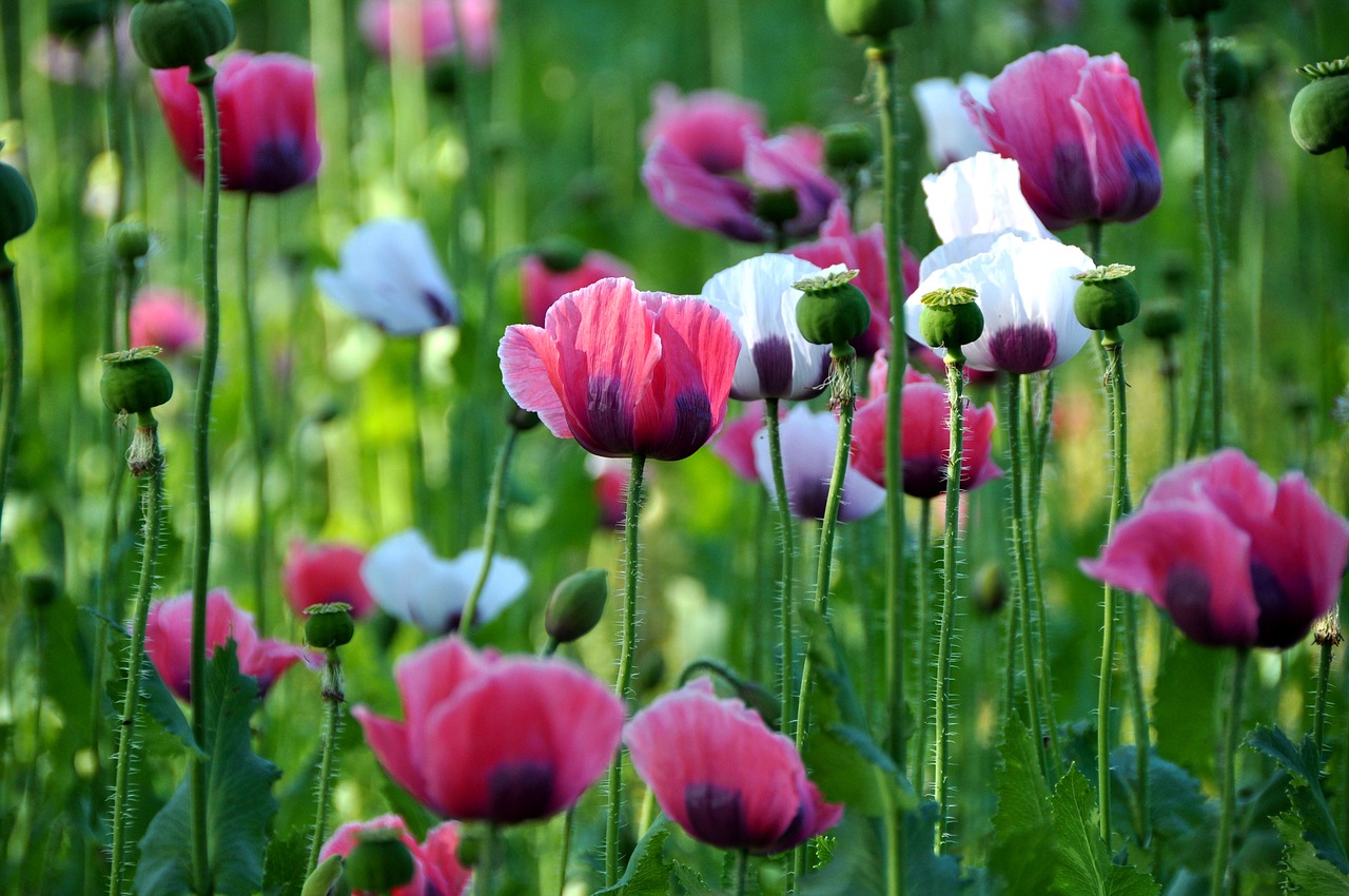 Image - poppy thriving mohnfeld nature