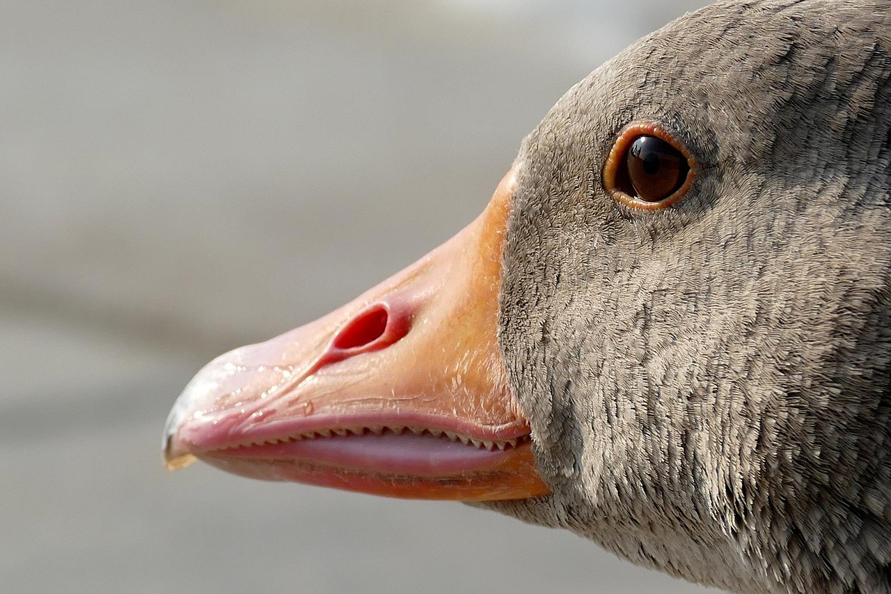 Image - goose geese head animal nature