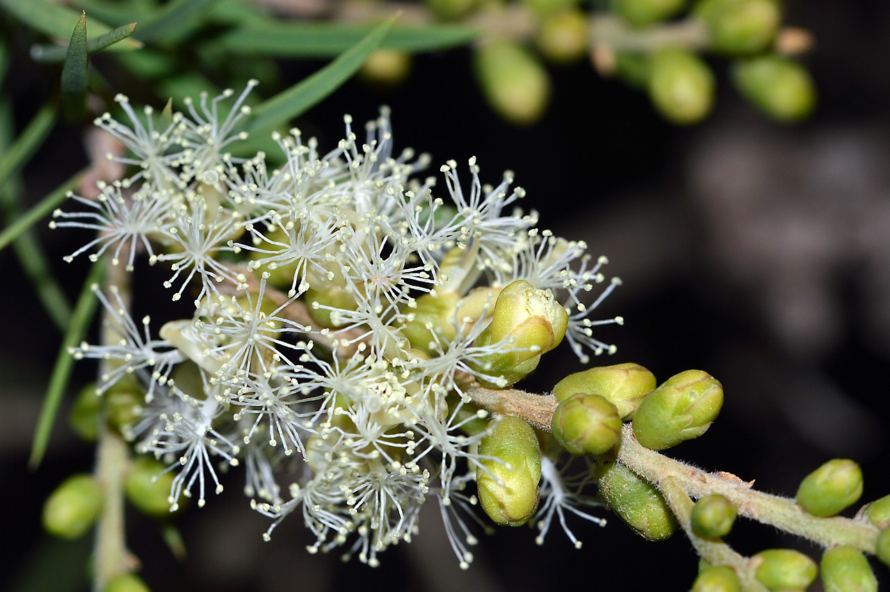 Image - melaleuca squarrosa white nature