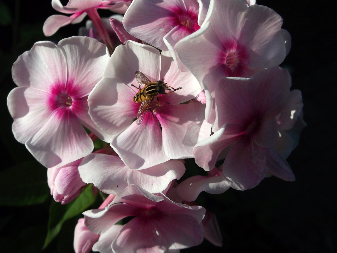 Image - phlox flame flower