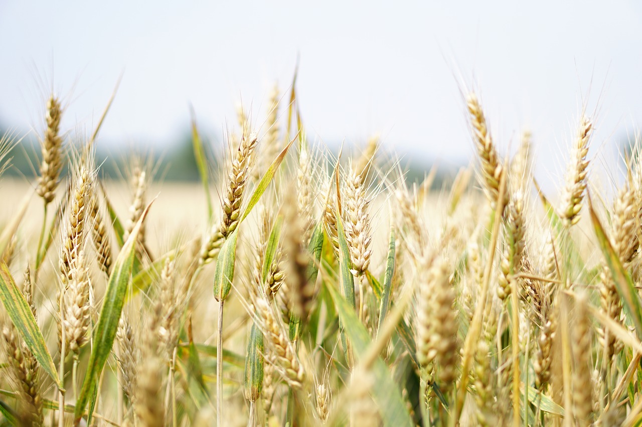 Image - wheat wheat field cornfield summer