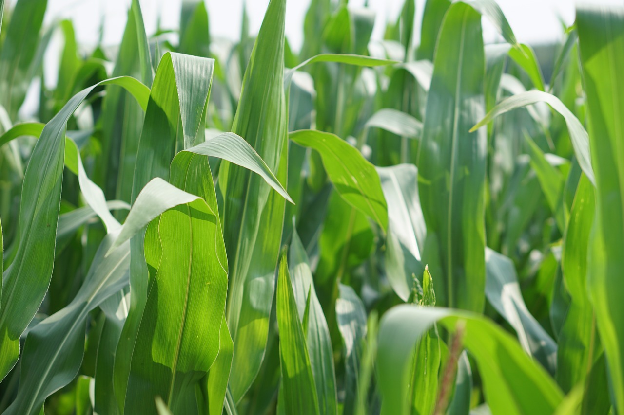 Image - cornfield corn field landscape