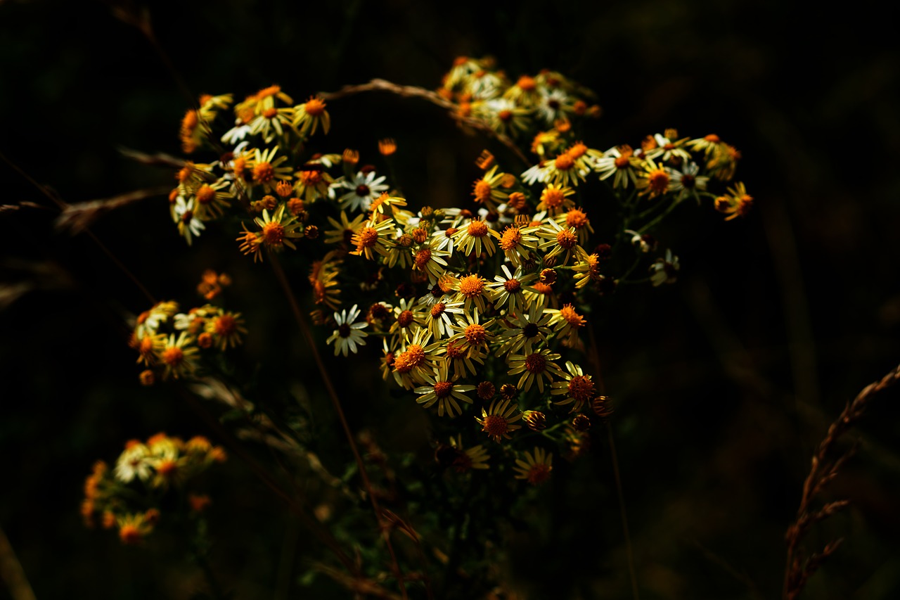 Image - daisy yellow earth flowers flower