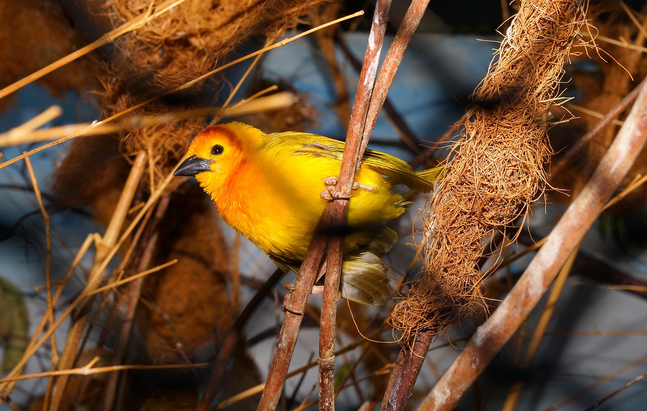 Image - bird colorful yellow bright funny