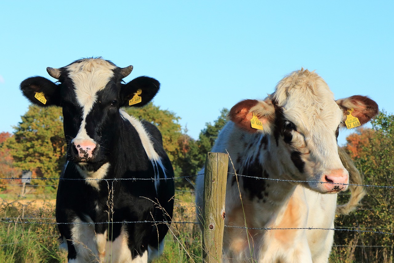 Image - cow cows pasture cattle farmer