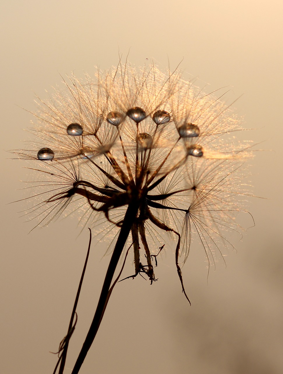 Image - dandelion sun dew water plants