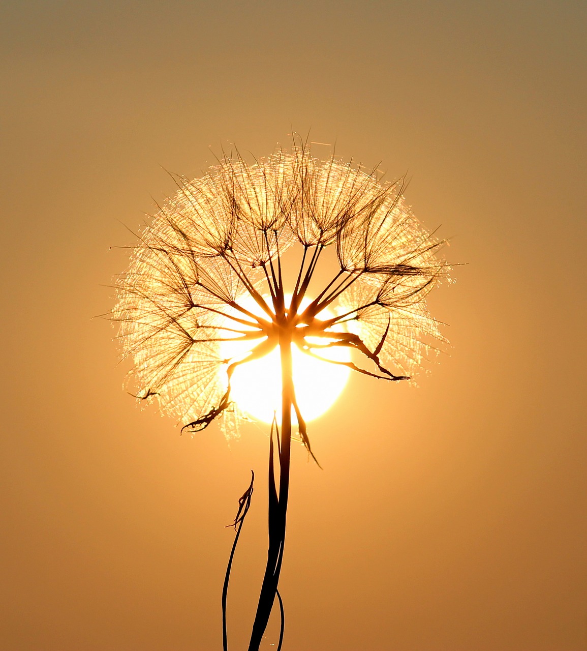 Image - dandelion sun dew water plants