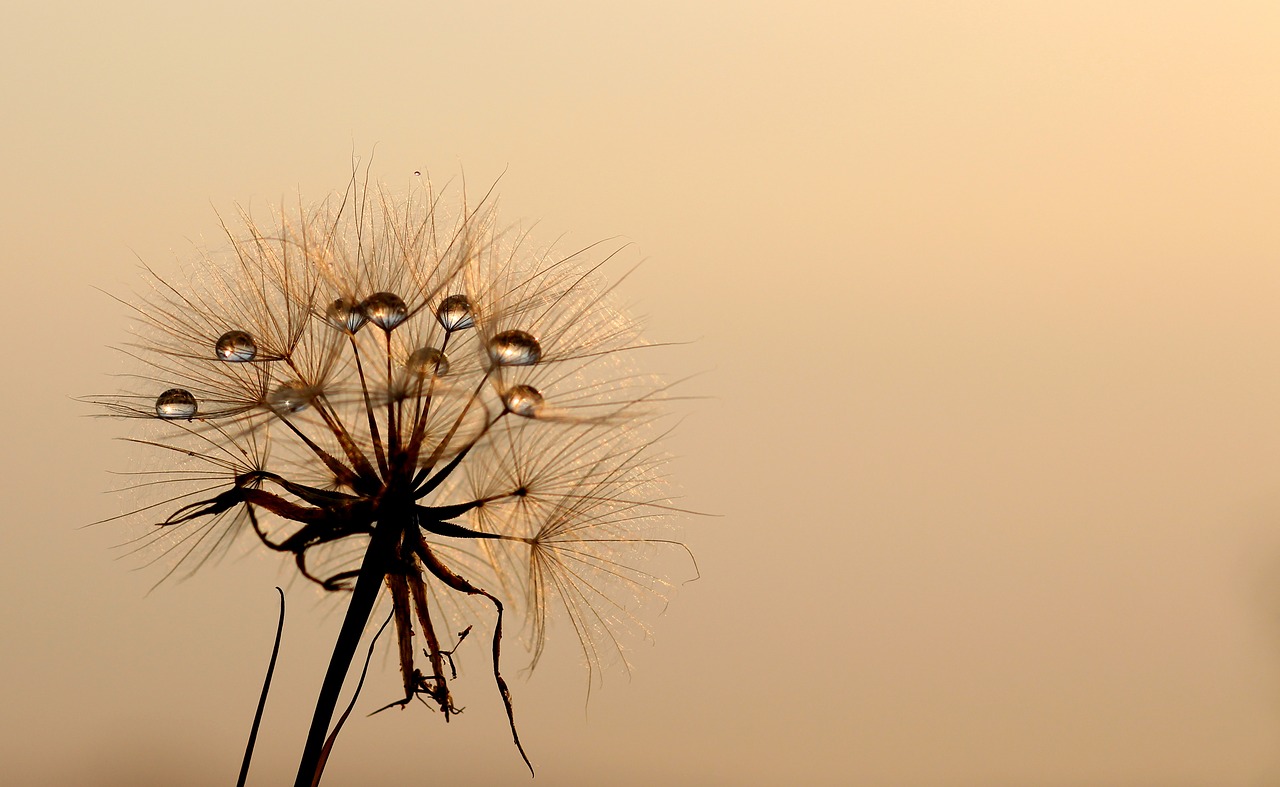 Image - dandelion sun dew water plants