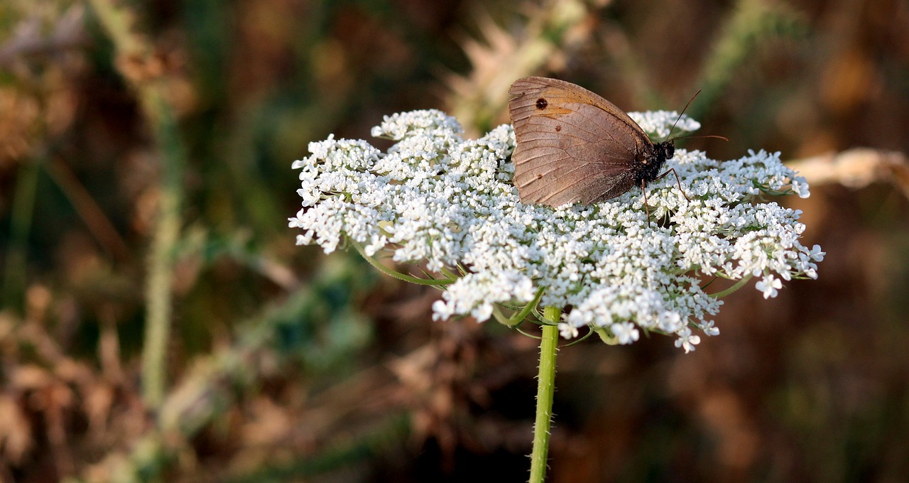 Image - butterfly flower brown insecta