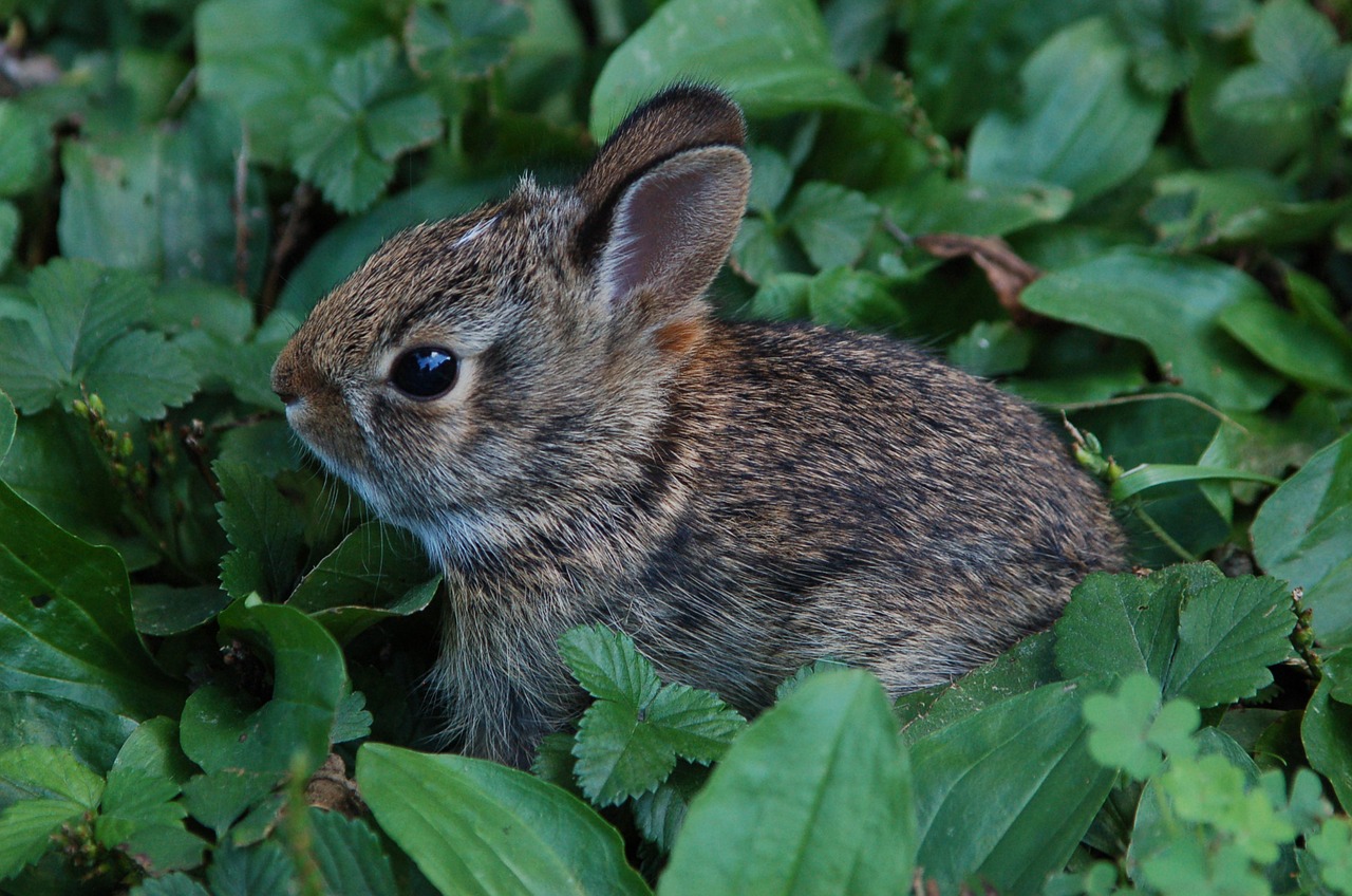 Image - bunny rabbit cute adorable easter