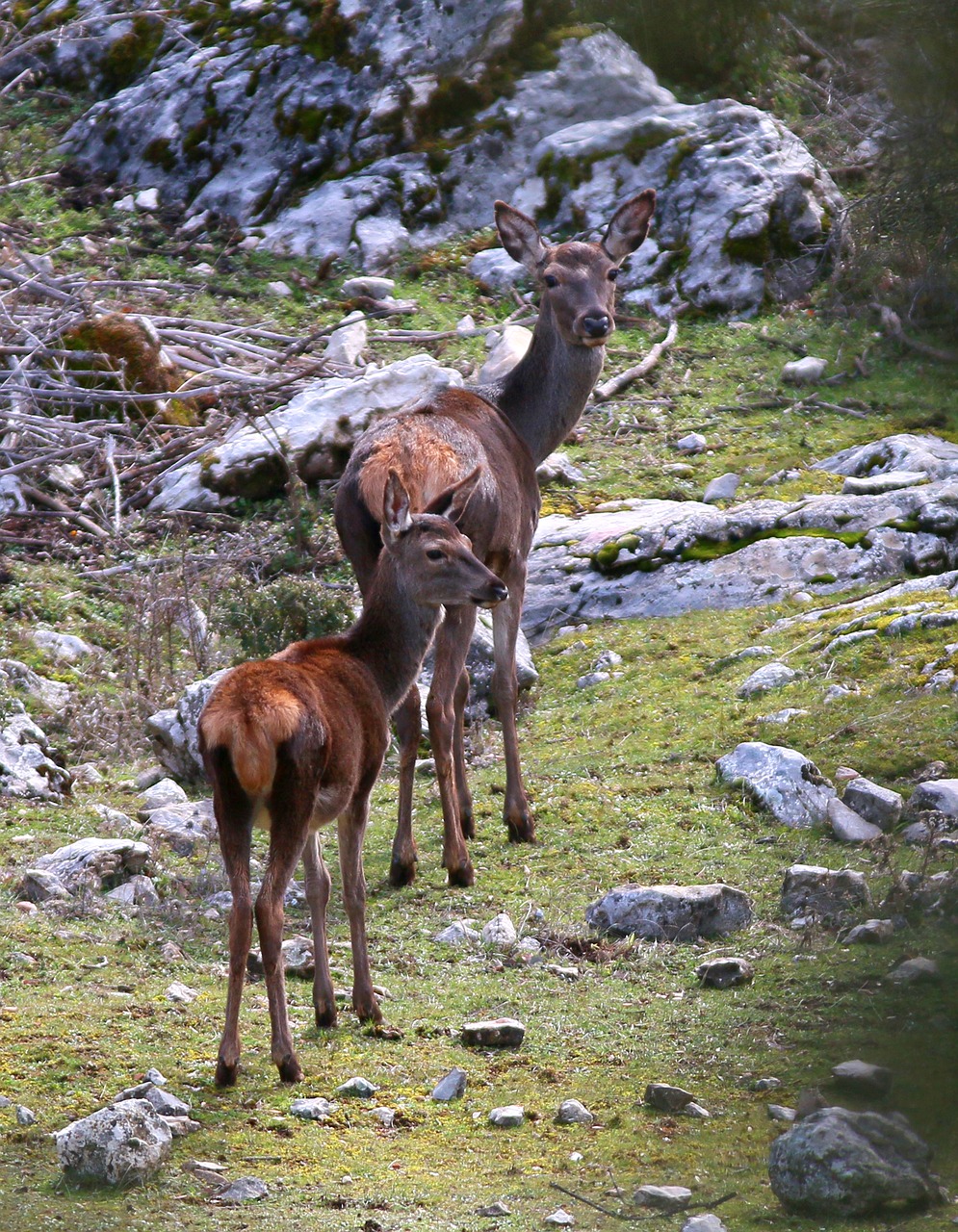 Image - fallow deer deer mountain andalusia