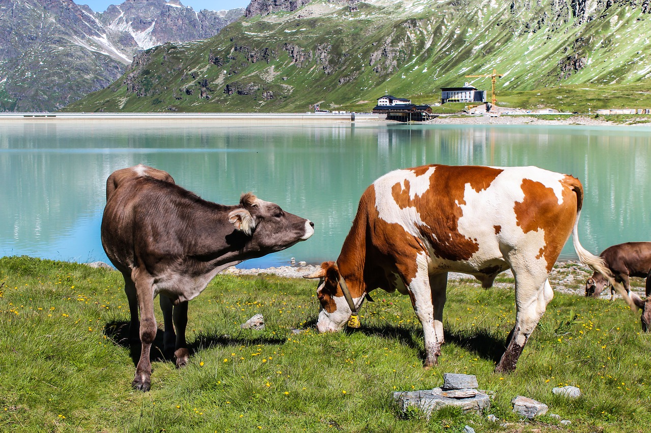 Image - lake reflection cows recreation