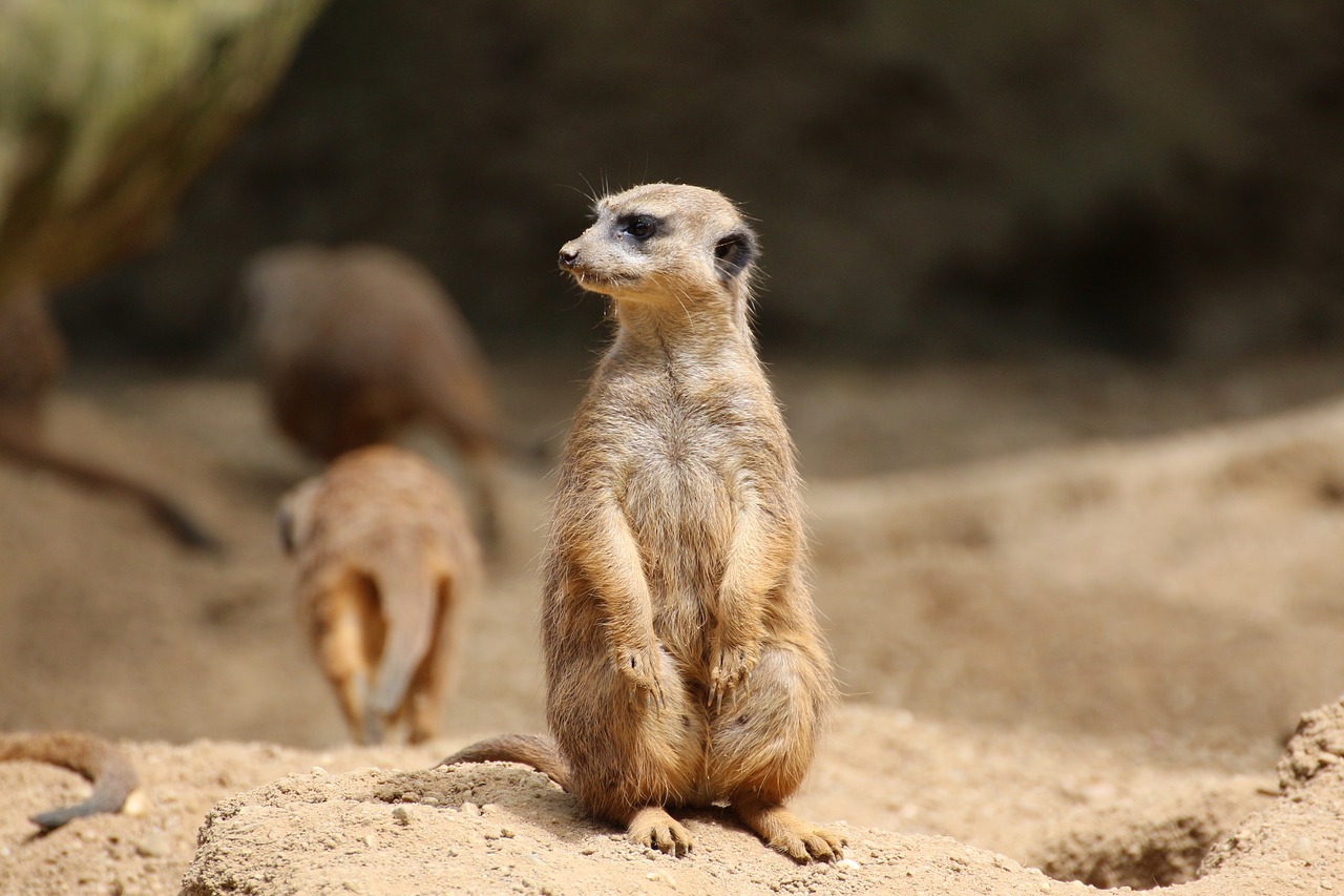 Image - meerkat lonely sand zoo animal