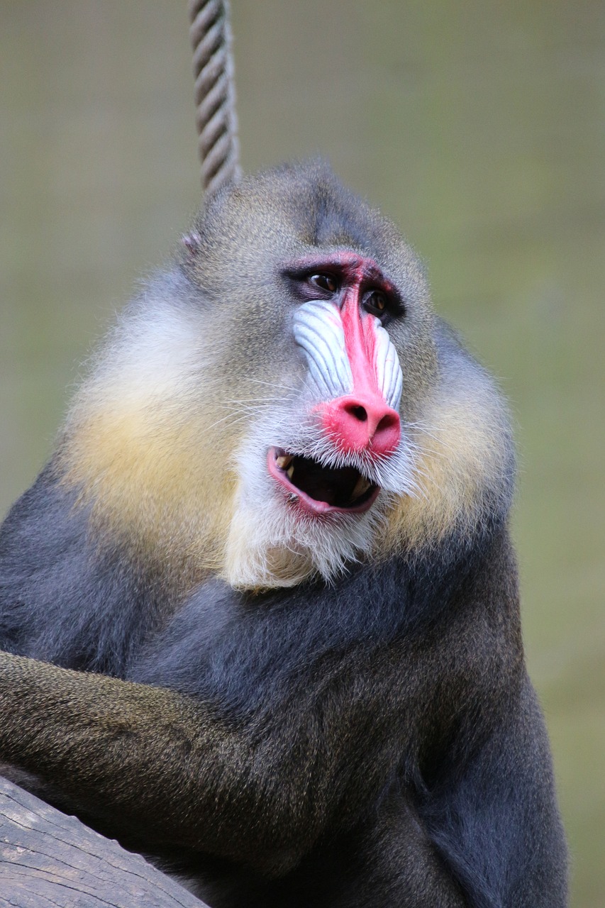 Image - mandrill zoo animal monkey