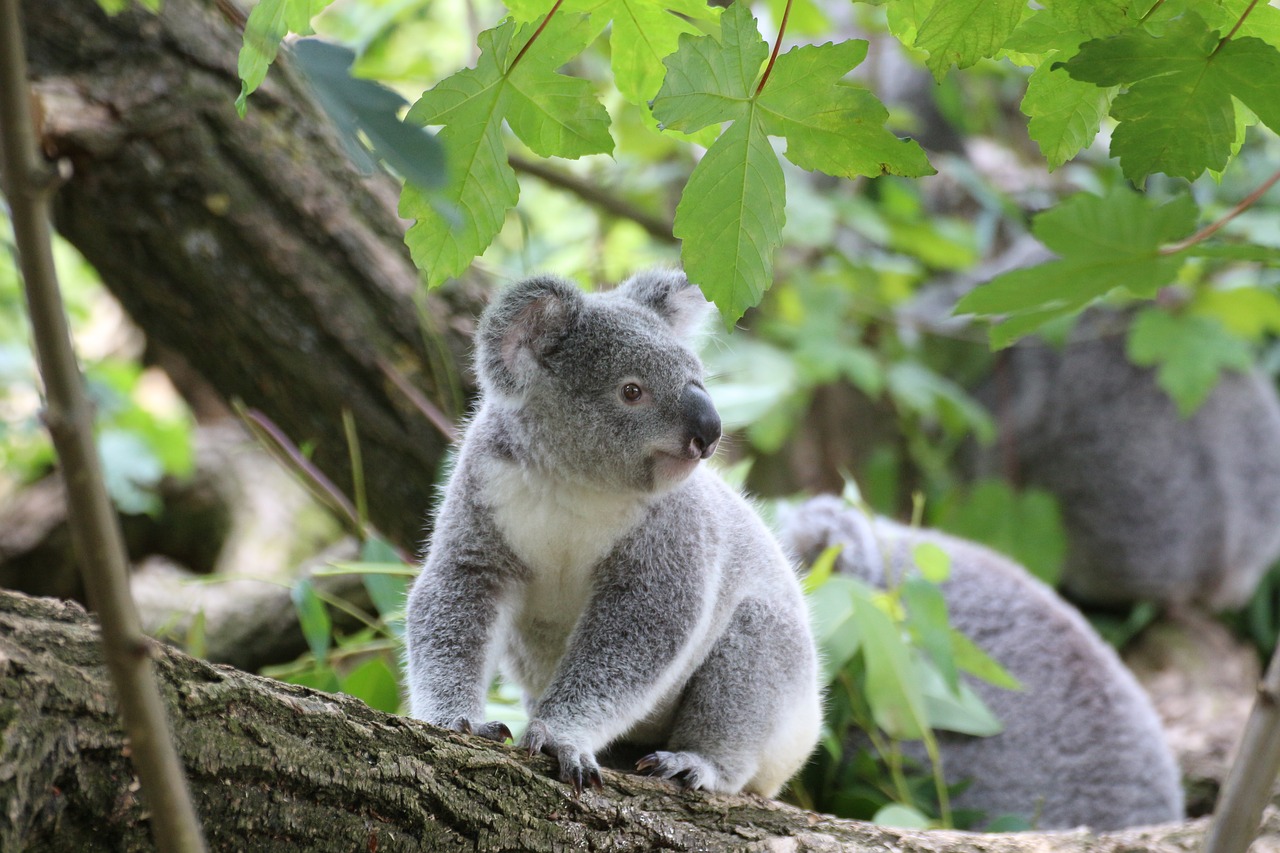 Image - koala cute tree zoo animal