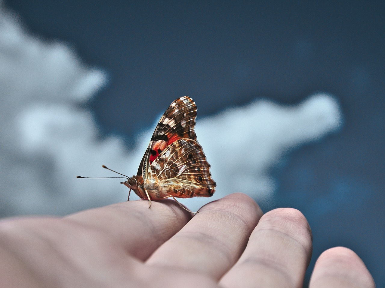 Image - butterfly sky blue fly insect