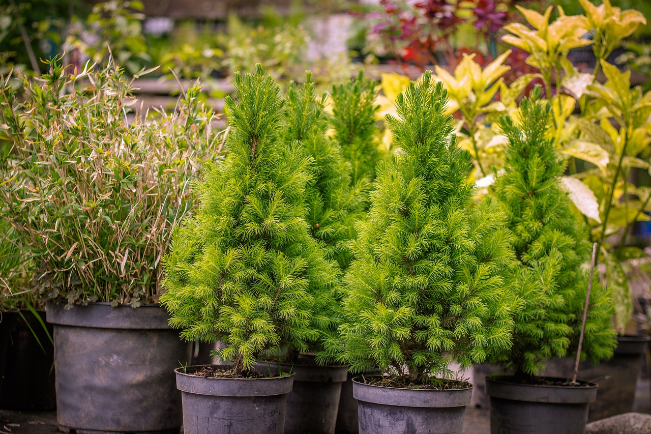 Image - garden firs trees green fir drove