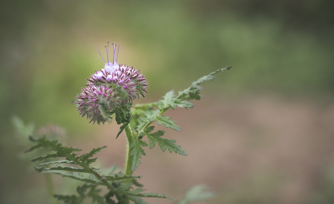 Image - blossom bloom plant thistle