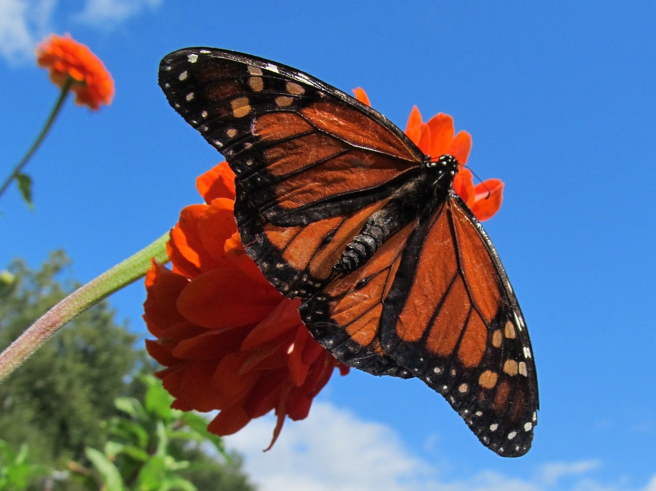 Image - butterfly flower orange garden