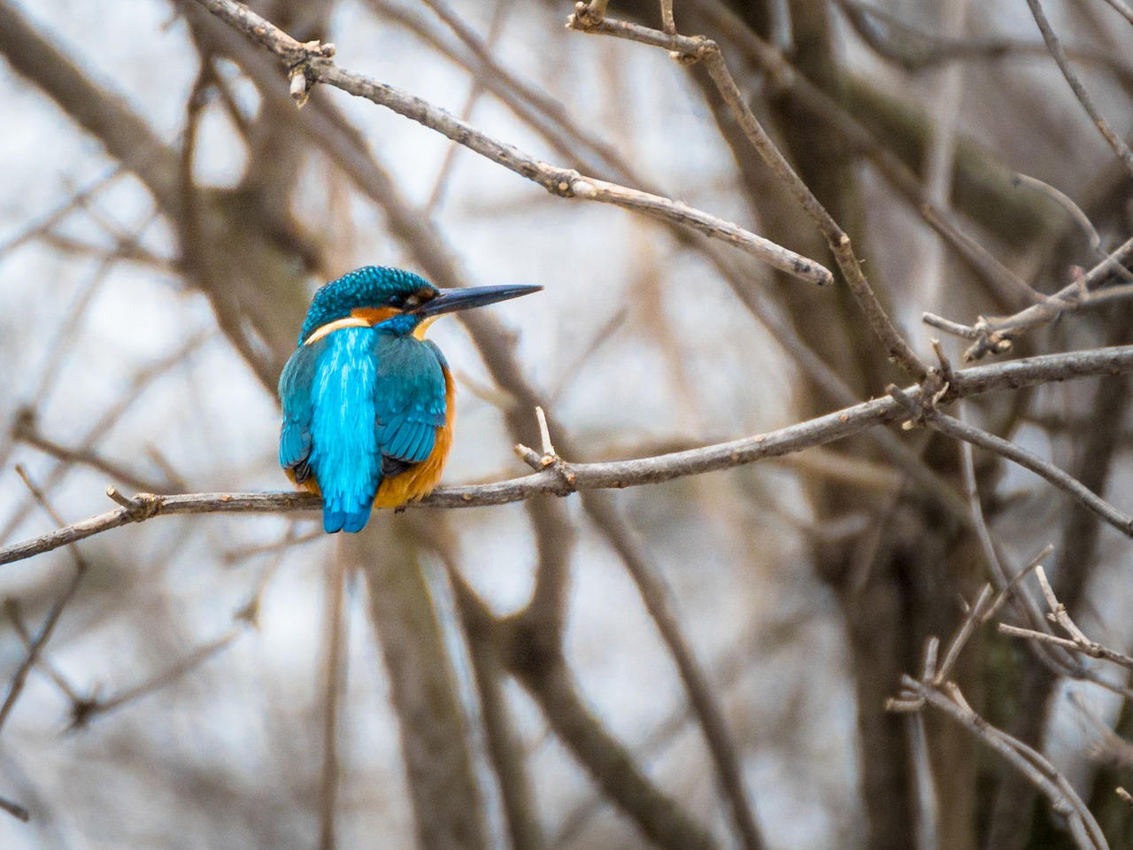 Image - kingfisher bird nature colorful