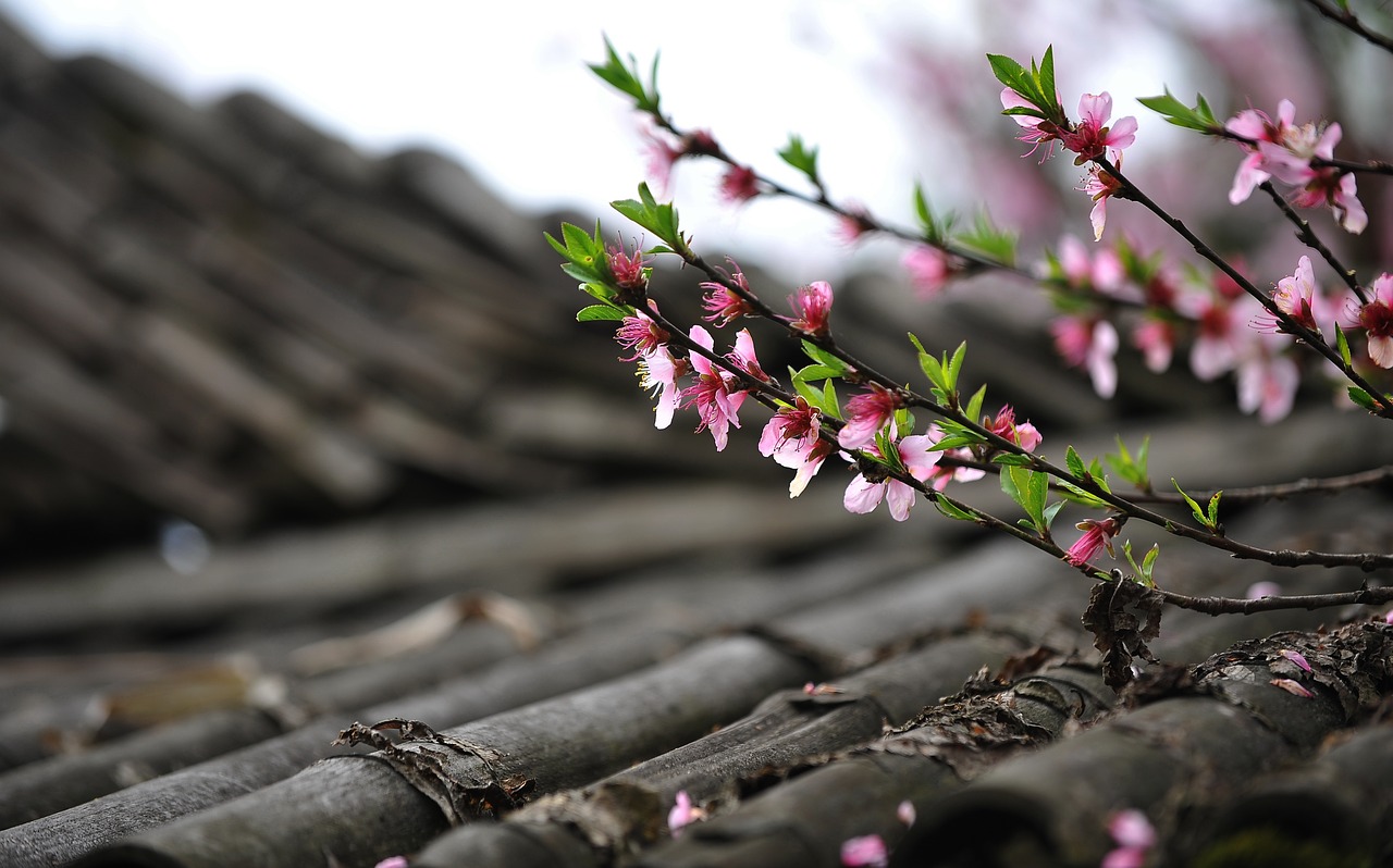 Image - peach blossom spring diaojiaolou
