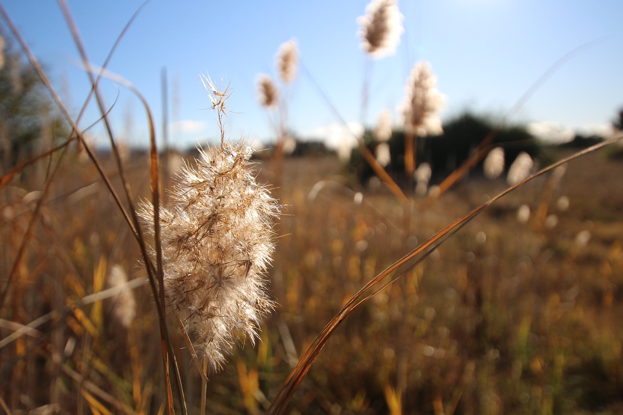 Image - fields dry grass blue sky dry reed