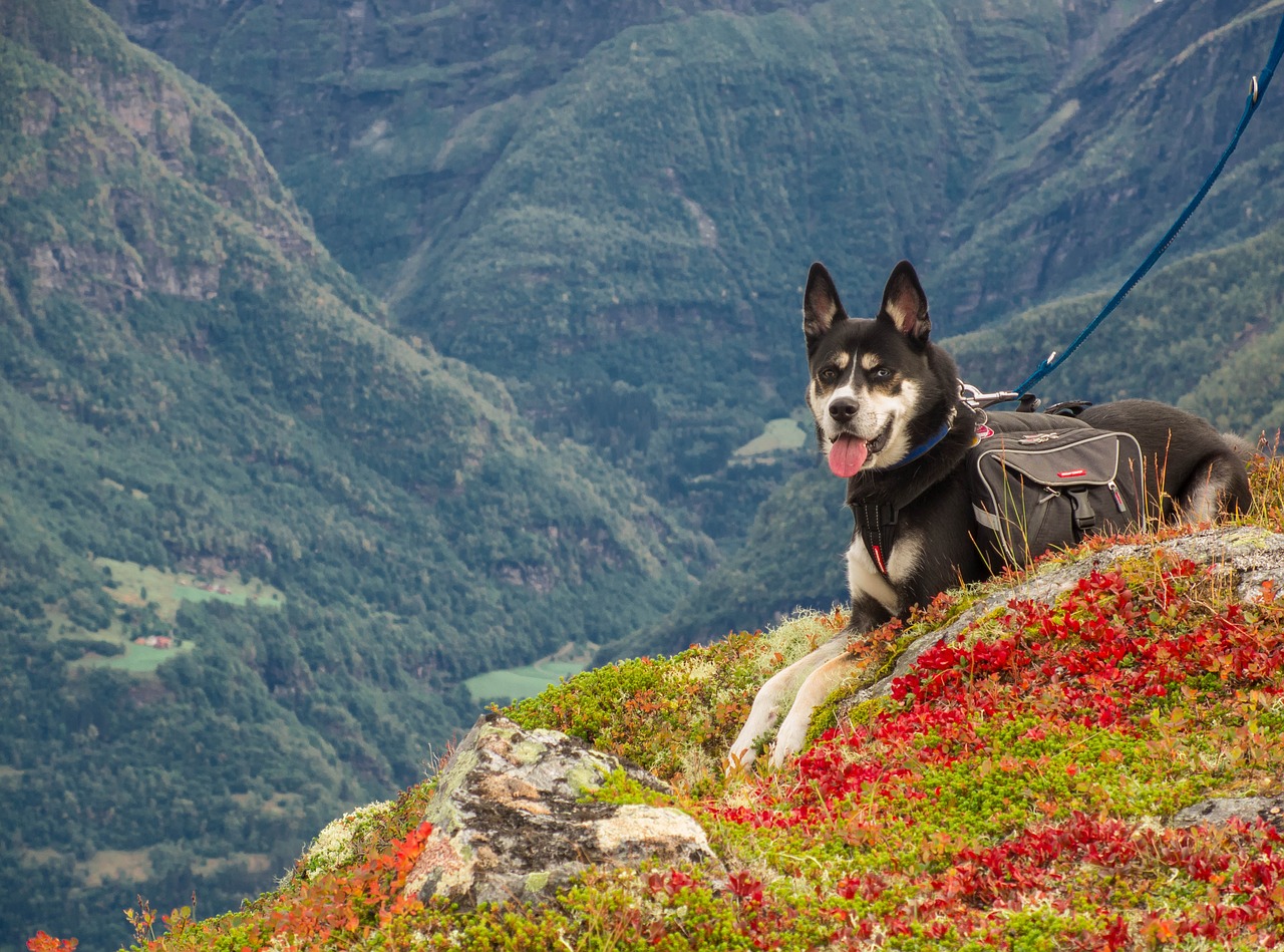 Image - dog mountains hiking norway