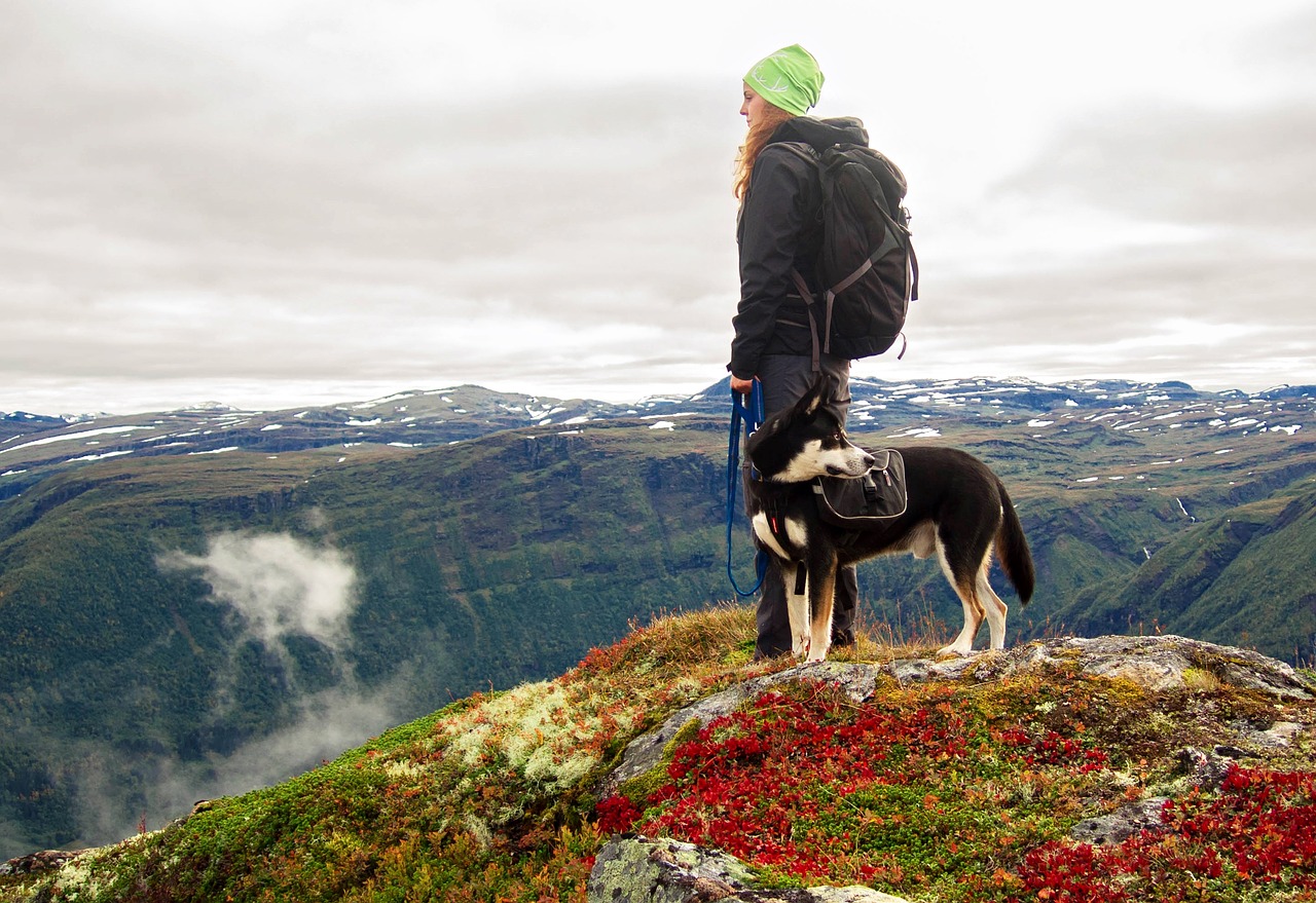 Image - dog mountains hiking norway