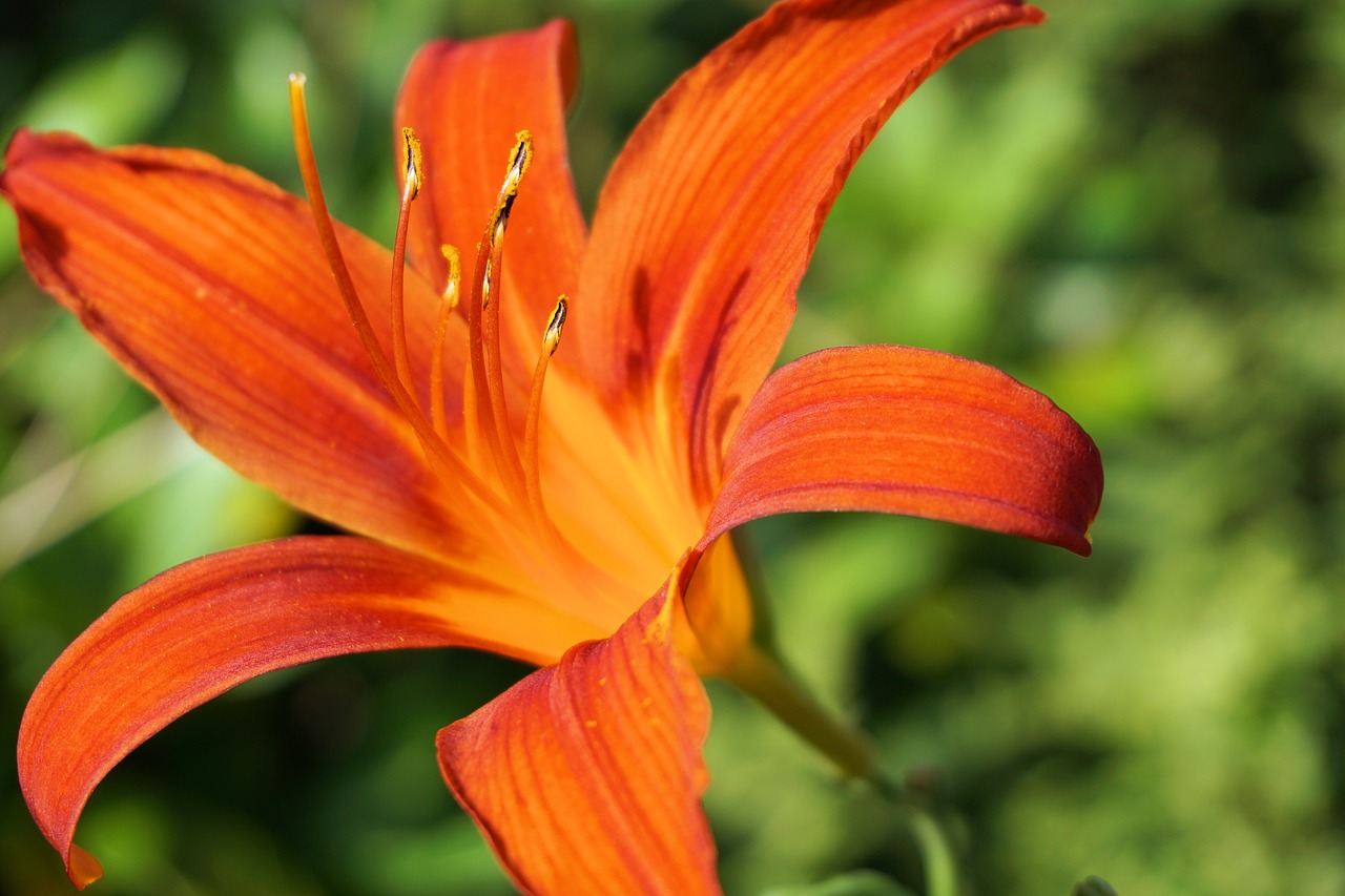 Image - flower blossom bloom nature plant